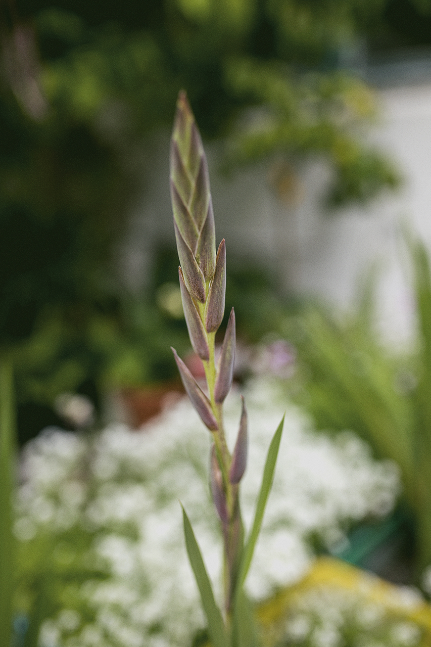 BOBO CHOSES TO MAKE A GARDEN LIVE