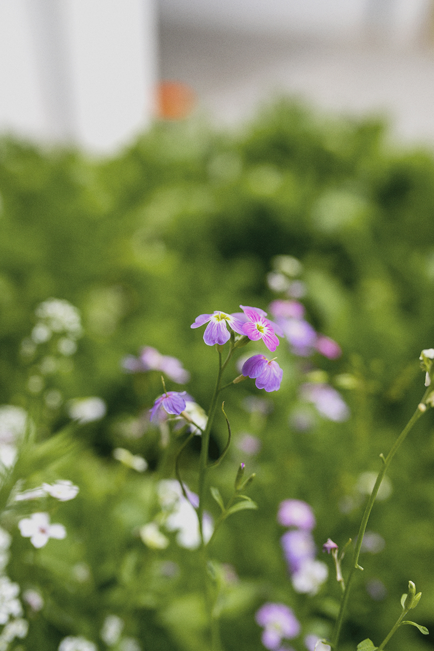 BOBO CHOSES TO MAKE A GARDEN LIVE