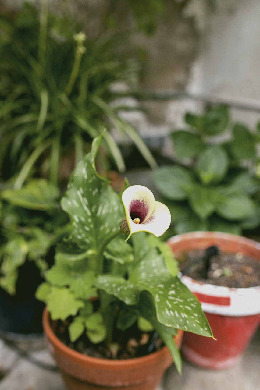 BOBO CHOSES TO MAKE A GARDEN LIVE