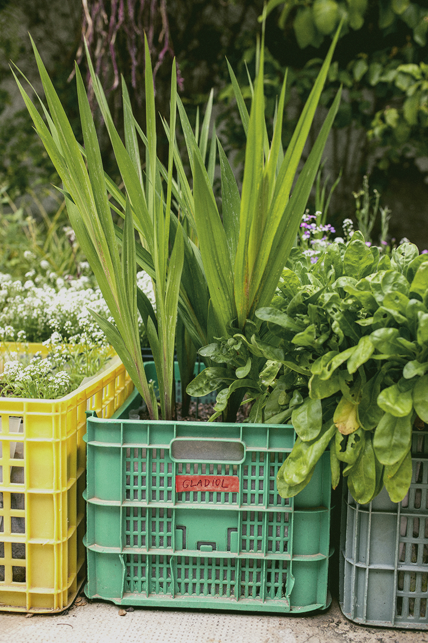 BOBO CHOSES TO MAKE A GARDEN LIVE